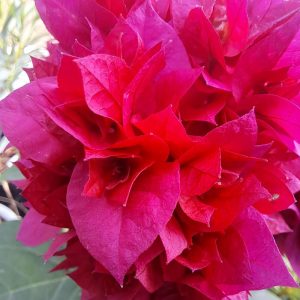 Бугенвилея Бугенвилия Bougainvillea Double Red