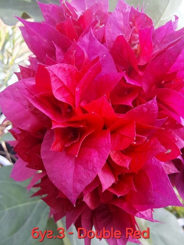 Бугенвилея Бугенвилия Bougainvillea Double Red