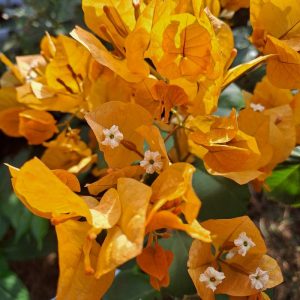 Бугенвилея Бугенвилия Bougainvillea Hawaiian Gold