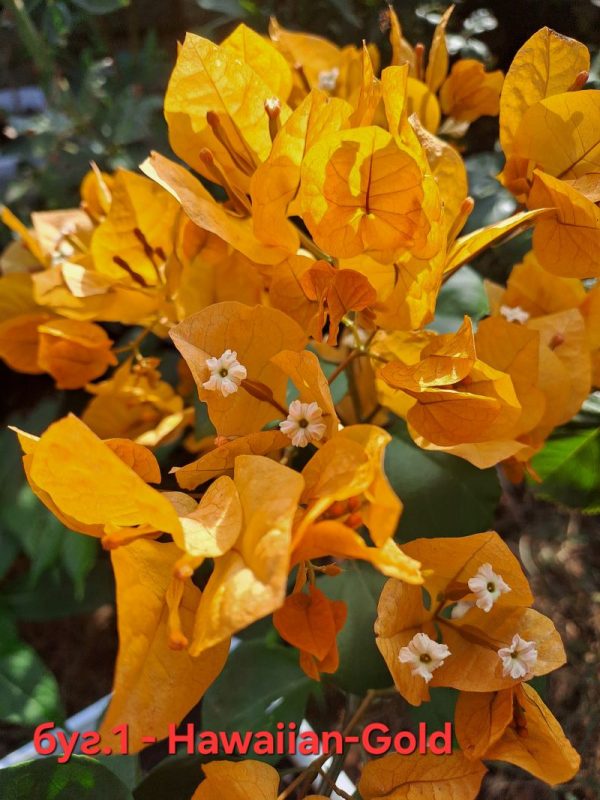 Бугенвилея Бугенвилия Bougainvillea Hawaiian Gold