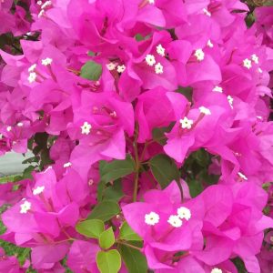 Бугенвилея Бугенвилия Bougainvillea Lady Mary