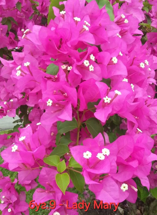 Бугенвилея Бугенвилия Bougainvillea Lady Mary