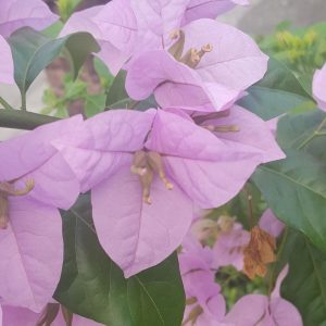 Бугенвилея Бугенвилия Bougainvillea Periviana