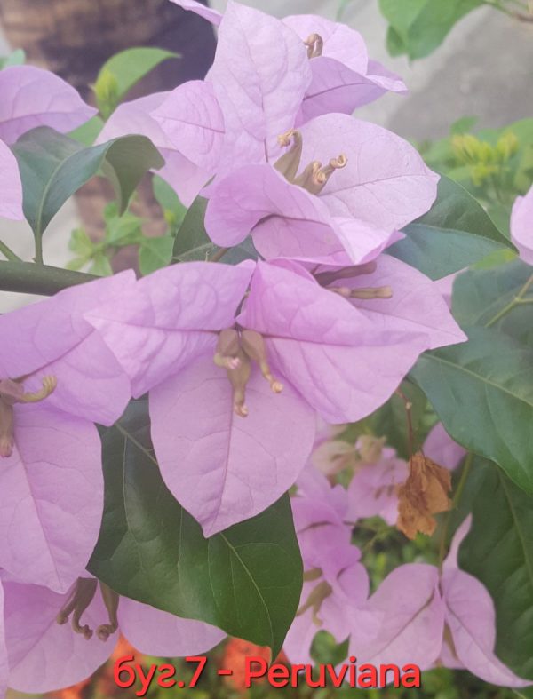 Бугенвилея Бугенвилия Bougainvillea Periviana