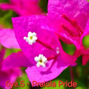 Бугенвилея Бугенвилия Bougainvillea Praiola Pride