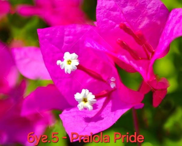 Бугенвилея Бугенвилия Bougainvillea Praiola Pride