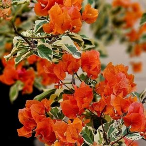 Бугенвилея Бугенвилия Bougainvillea Sunset