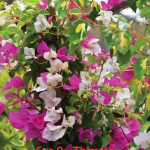 Бугенвилея Бугенвилия Bougainvillea Thimma