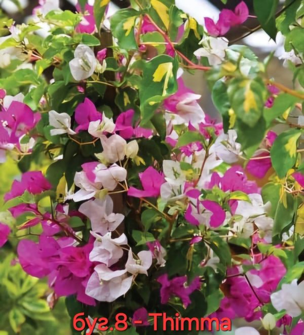 Бугенвилея Бугенвилия Bougainvillea Thimma