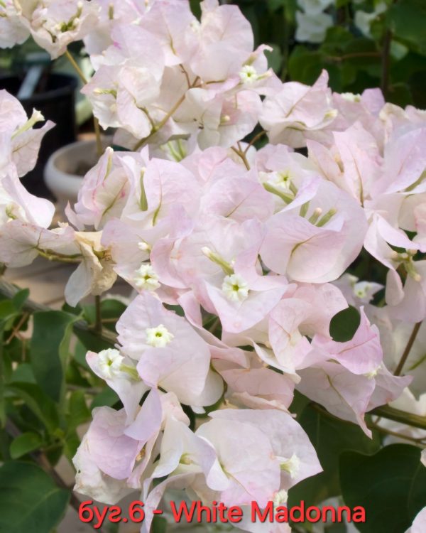 Бугенвилея Бугенвилия Bougainvillea White Madonna