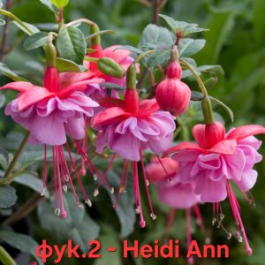 Студоустойчива Фуксия Fuchsia Heidi Anne