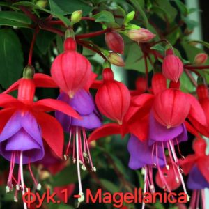 Студоустойчива Фуксия Fuchsia Magellanica