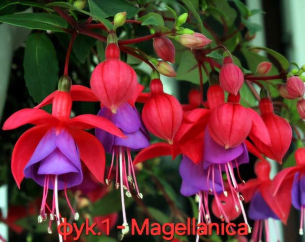 Студоустойчива Фуксия Fuchsia Magellanica