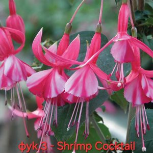 Студоустойчива Фуксия fuchsia Shrimp Cocktail