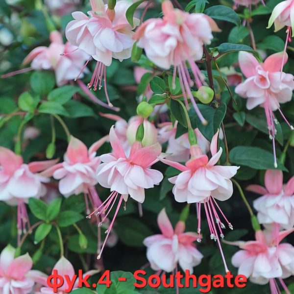 Студоустойчива Фуксия fuchsia southgate