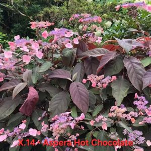 Хортензия Hydrangea Hortensia aspera hot chocolate