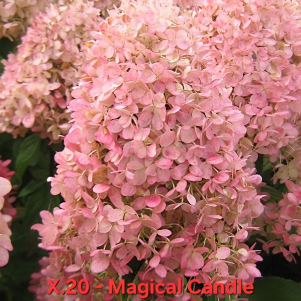 Хортензия Hydrangea Paniculata Magical Candle