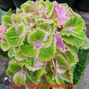 Хортензия Hydrangea macrophylla 'Magical Amethyst