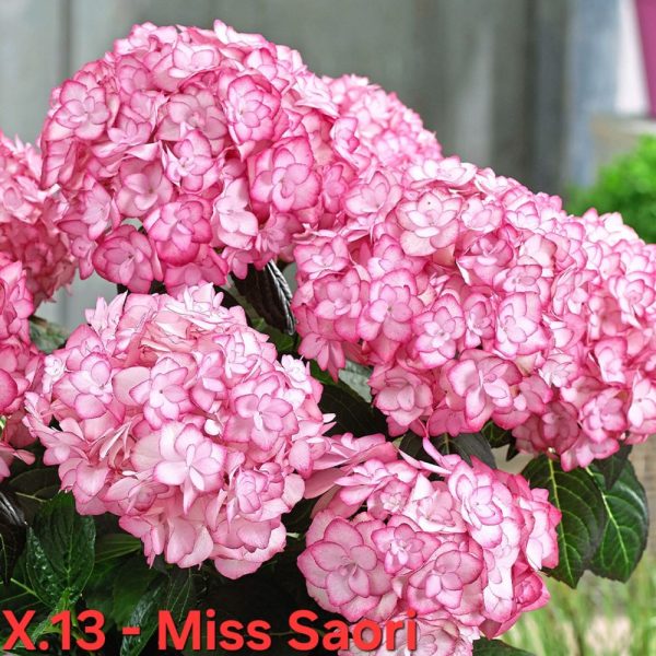 Хортензия Hydrangea macrophylla Miss Saori