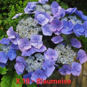 Хортензия Hydrangea macrophylla blaumeise