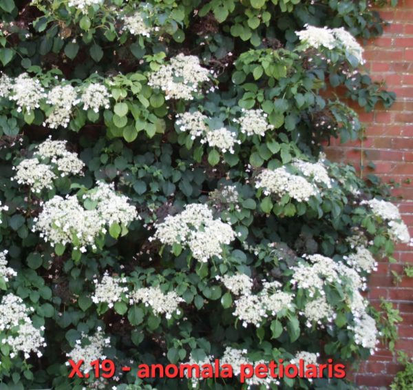 Хортензия hydrangea anomala petiolaris