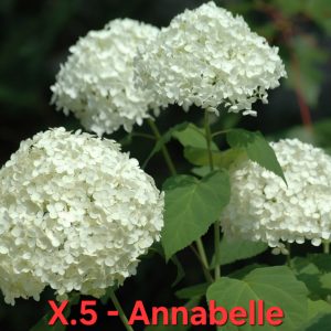 Хортензия Анабел Hydrangea Annabelle