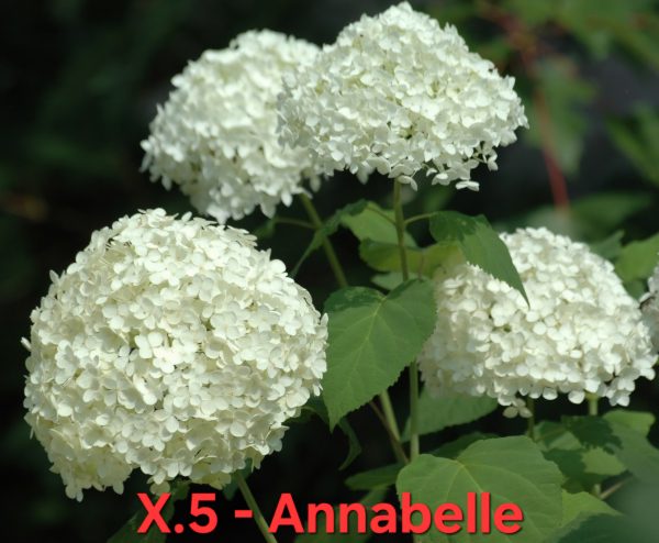 Хортензия Анабел Hydrangea Annabelle