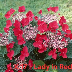 Хортензия Лейди ред Hydrangea-Lady-in-Red