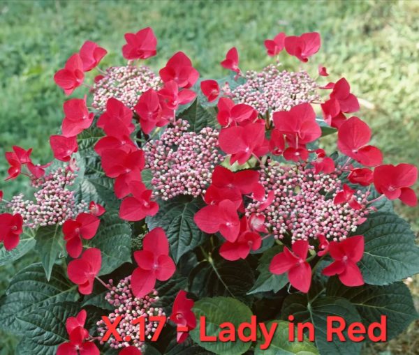 Хортензия Лейди ред Hydrangea-Lady-in-Red