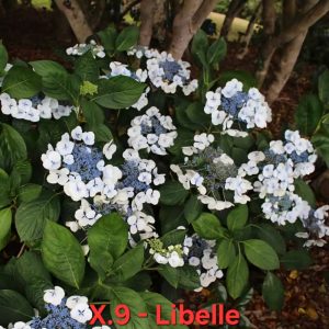 Хортензия Либел hydrangea-libelle