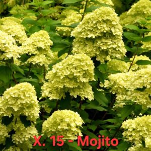 Хортензия Мохито Hydrangea-paniculata-Mojito