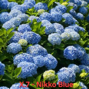 Хортензия Нико блу Hydrangea Nikko Blue