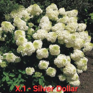 Хортензия Сребърен долар Hortensia Silver Dollar