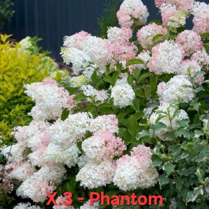 Хортензия Фантом Hortensia Hydrangea Phantom