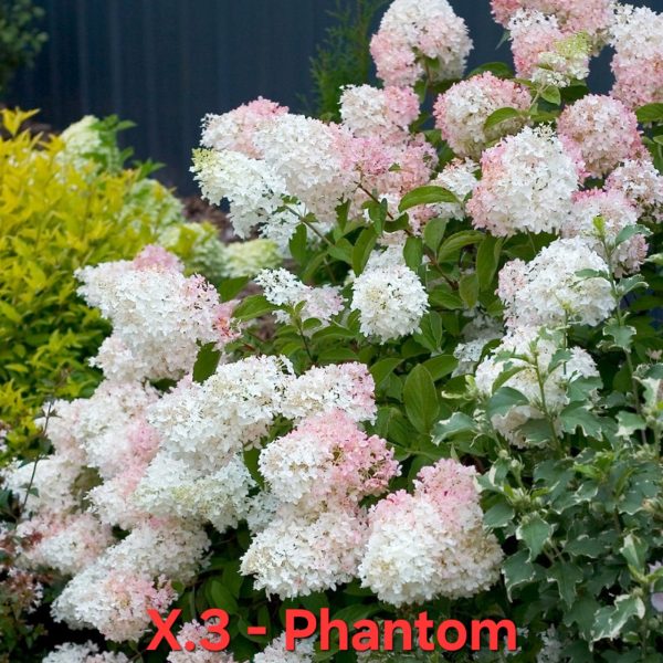 Хортензия Фантом Hortensia Hydrangea Phantom