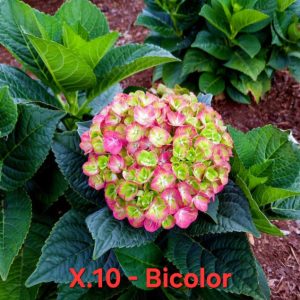 Хортензия биколор Hortensia hydrangea bicolor