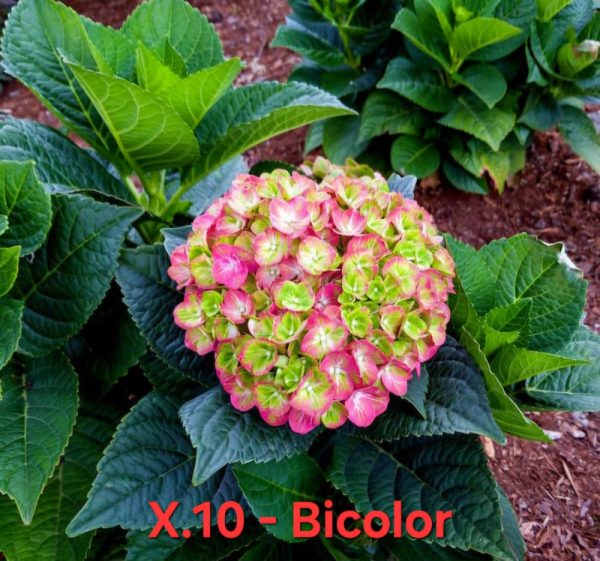 Хортензия биколор Hortensia hydrangea bicolor