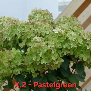 Хортензия пастелено зелена Hortensia Pastelgreen