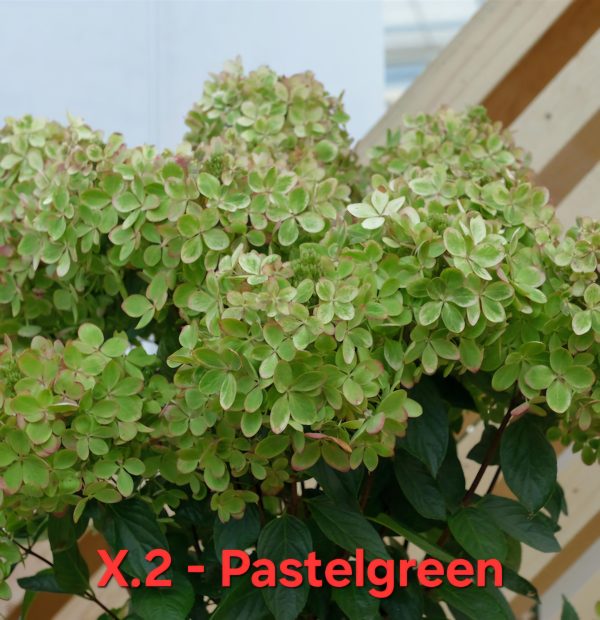 Хортензия пастелено зелена Hortensia Pastelgreen