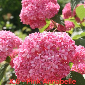 Хортензия розава Анабел Hydrangea pink annabelle