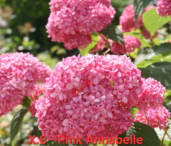 Хортензия розава Анабел Hydrangea pink annabelle