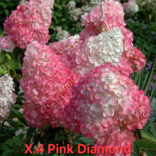 Хортензия розов диамант Hydrangea pink Diamond