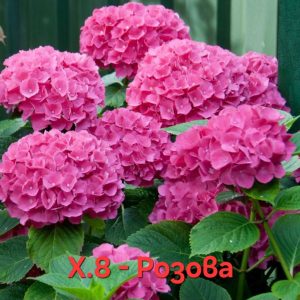 Хортензия розова Hydrangea macrophylla Pink