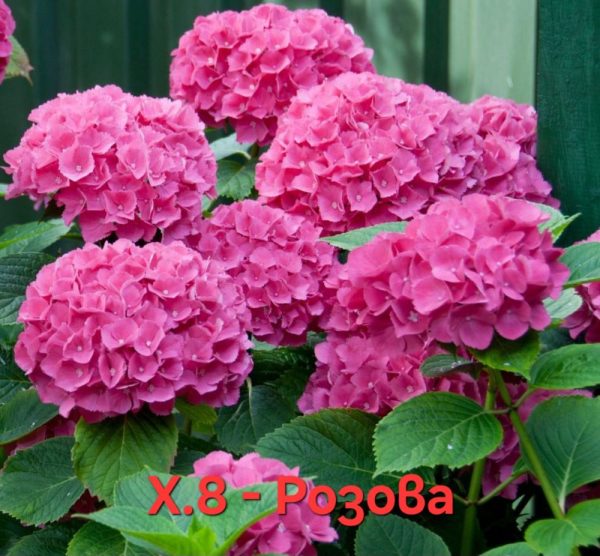 Хортензия розова Hydrangea macrophylla Pink