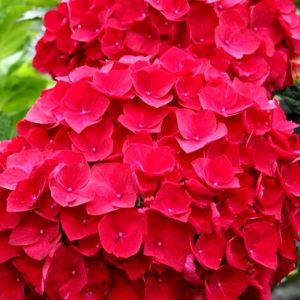 Хортензия червена Hydrangea macrophylla Red