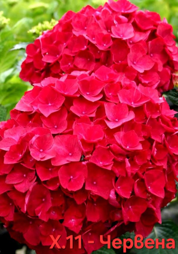 Хортензия червена Hydrangea macrophylla Red