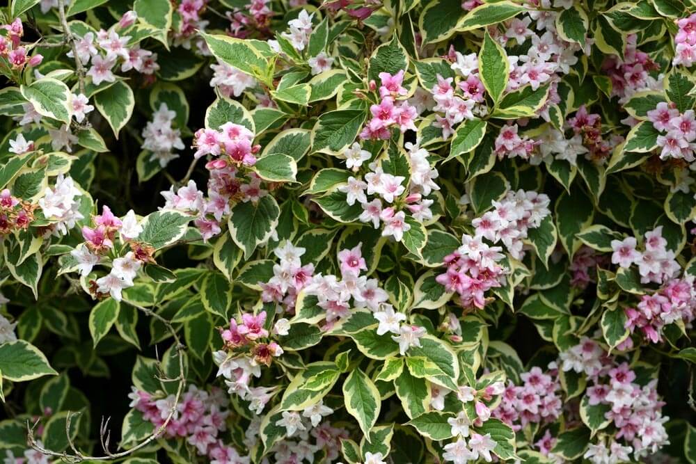 вайгела-Weigela