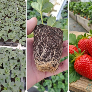 Клери - разсад