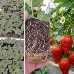 Румба - разсад