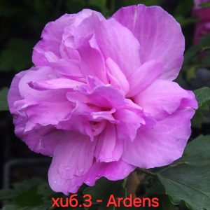 Студоустойчив хибискус Hibiscus Ardens